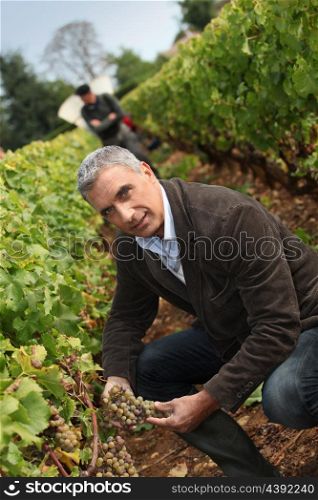 Wine harvest