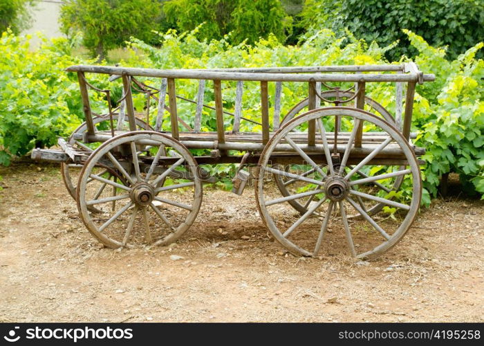 wine old wood horses cart in grape plants field