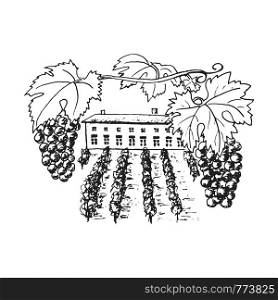 Wine plantation, grapes hills, trees, house, winery on the horizon vector illustration. Hand drawn grapewine, folliage. Ink pen vintage sketch. For prints, posters, food design winery label logo. vine plantation, grapes hills, trees, house, winery on the horizon vector illustration. Hand drawn