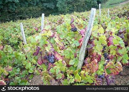 Wine ranks in northern France