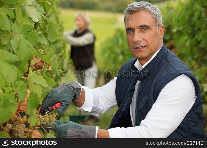 Winegrower