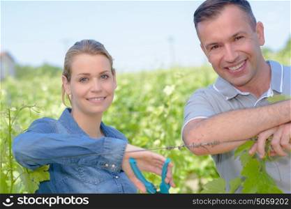 winegrower couple pruning