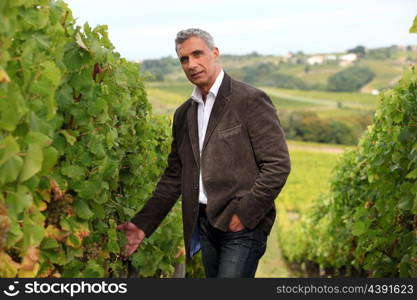 Winegrower in the vineyard