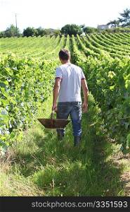 Winegrower in vine rows