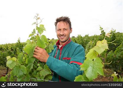 Winegrower standing in vineyard