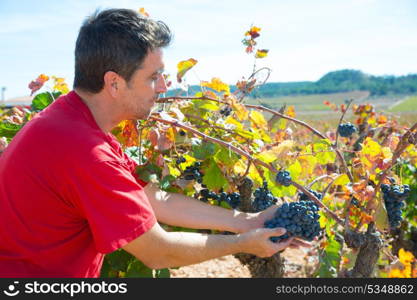 Winemaker harvesting Bobal grapes in mediterranean vineyard fields