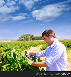 Winemaker oenologist checking bobal wine grapes ready for harvest in Mediterranean