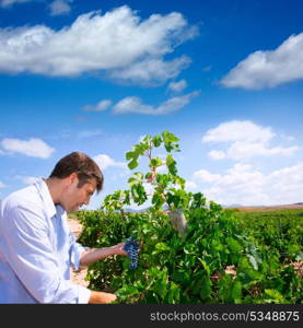 Winemaker oenologist checking Tempranillo wine grapes ready for harvest in Mediterranean