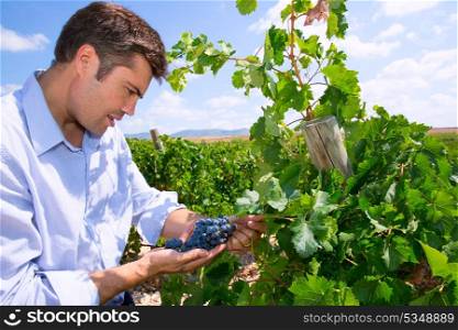 Winemaker oenologist checking Tempranillo wine grapes ready for harvest in Mediterranean