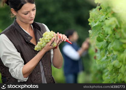 Winemaker with bunch of grapes