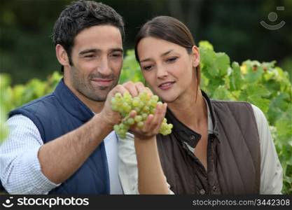 Winemakers with grapes