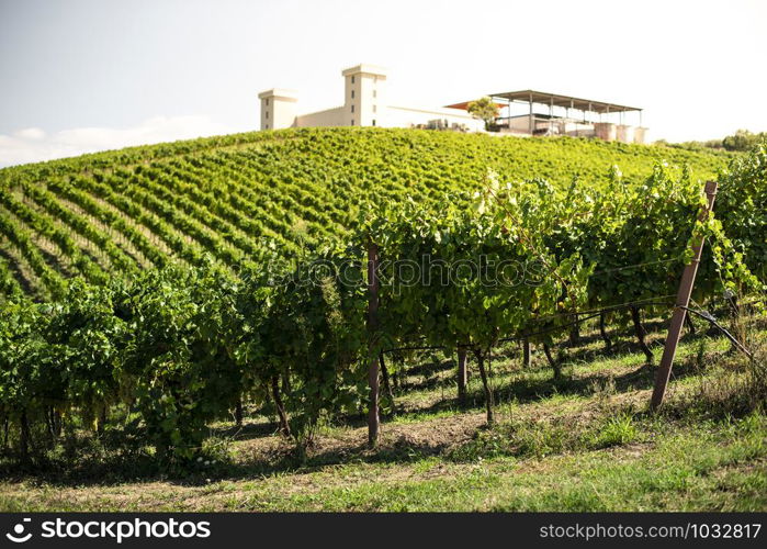 Winery on hill and vineyards rows. Winery building on top of the hill. Sunny day.