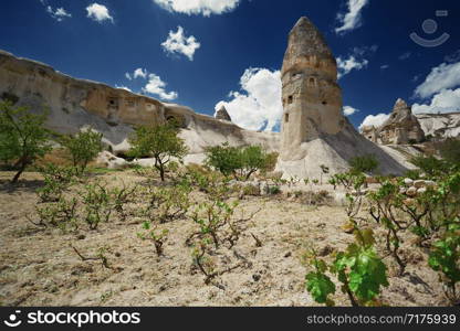 Wineyard at the geological rock formation in Cappadocia, Turkey