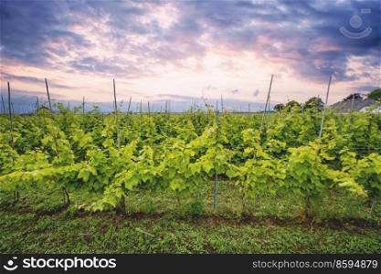 Wineyard in a beautoful sunset on a rural countryside landscape