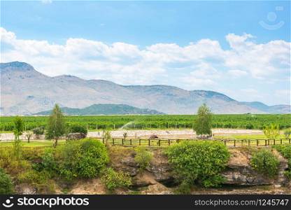 Wineyard in mountains of Montenegro at cloudy summer day. Wineyard in mountains