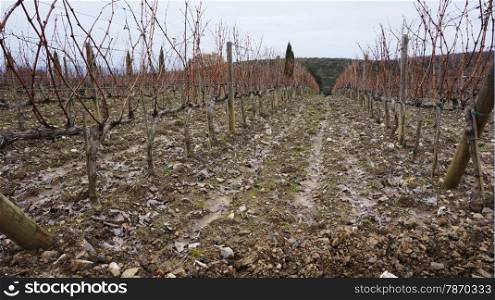 Wineyard located in Montalcino, Italy in the winter