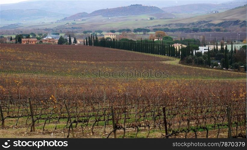 Wineyard located in Montalcino, Italy in the winter