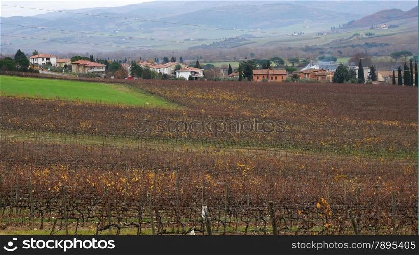 Wineyard located in Montalcino, Italy in the winter&#x9;&#x9;