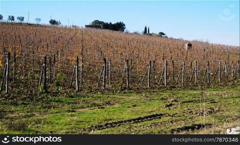 Wineyard located in Siena, Italy in the winter