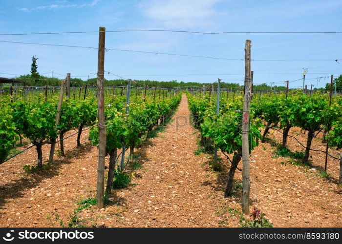 Wineyard with grape rows. Crete island, Greece. Wineyard with grape rows