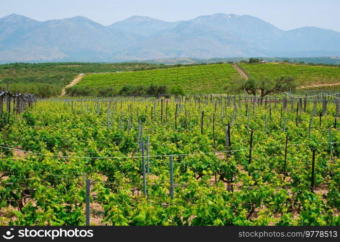 Wineyard with grape rows. Crete island, Greece. Wineyard with grape rows