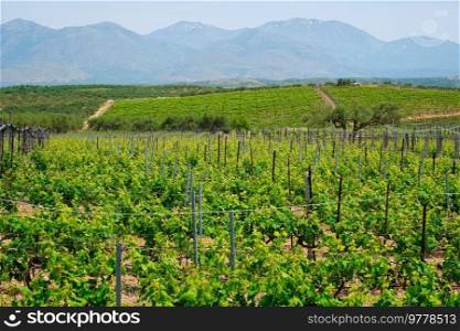 Wineyard with grape rows. Crete island, Greece. Wineyard with grape rows