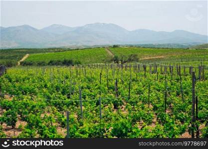 Wineyard with grape rows. Crete island, Greece. Wineyard with grape rows