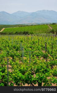 Wineyard with grape rows. Crete island, Greece. Wineyard with grape rows