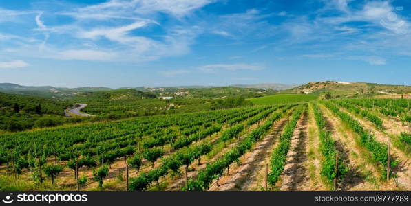 Wineyard with grape rows. Crete island, Greece. Wineyard with grape rows in Greece