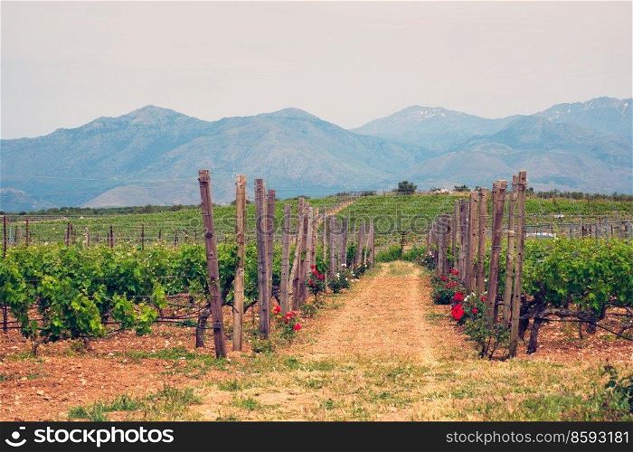 Wineyard with grape rows with roses serving as plant health indicators. Crete island, Greece. Wineyard with grape rows