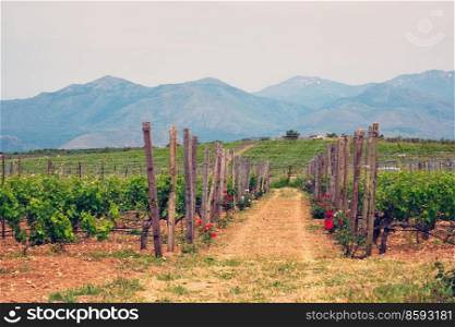 Wineyard with grape rows with roses serving as plant health indicators. Crete island, Greece. Wineyard with grape rows