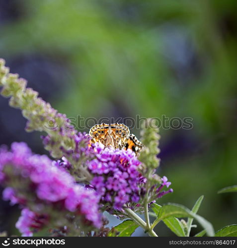 Wingtips of a Painted Lady butterfly sitting on summer lilac