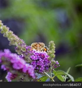 Wingtips of a Painted Lady butterfly sitting on summer lilac