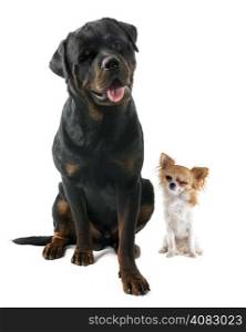 wink of chihuahua and rottweiler in front of white background
