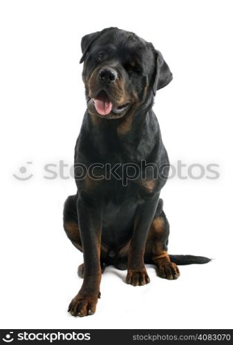 wink of rottweiler in front of white background