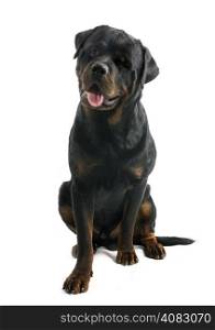 wink of rottweiler in front of white background