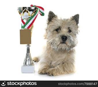 winner cairn terrier in front of white background