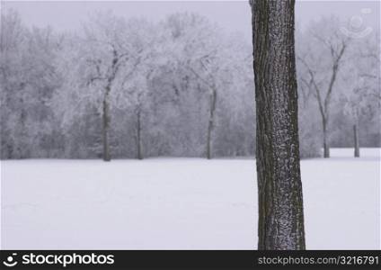 Winnipeg Manitoba, Canada Winter Scenes