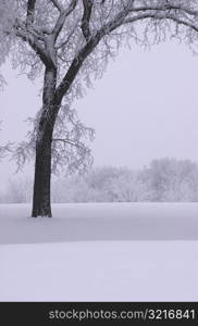 Winnipeg Manitoba, Canada Winter Scenes