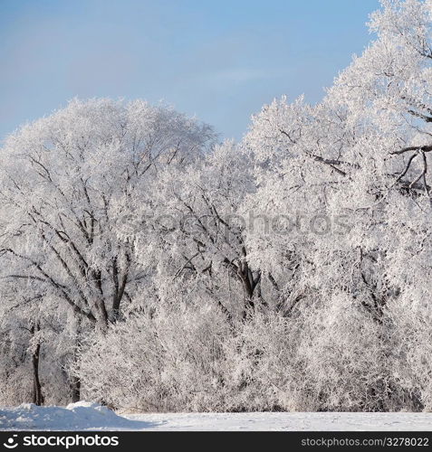 Winnipeg, Winter Frost