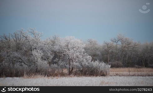 Winnipeg, Winter Frost