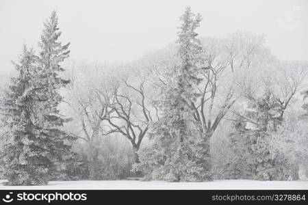 Winnipeg, Winter Frost