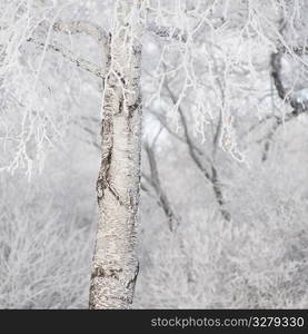 Winnipeg, Winter Frost