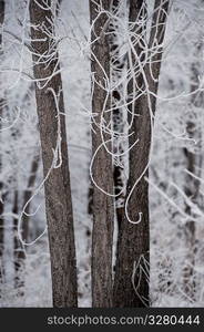 Winnipeg, Winter Frost