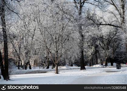 Winnipeg, Winter Frost