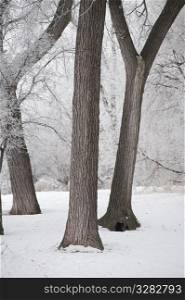 Winnipeg, Winter Frost