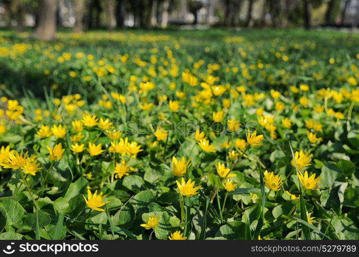 Winter Aconite, Eranthis Hiemalis in park