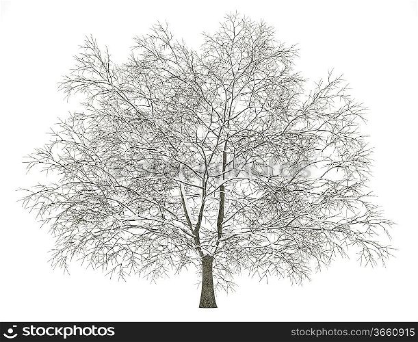 winter american beech tree isolated on white background