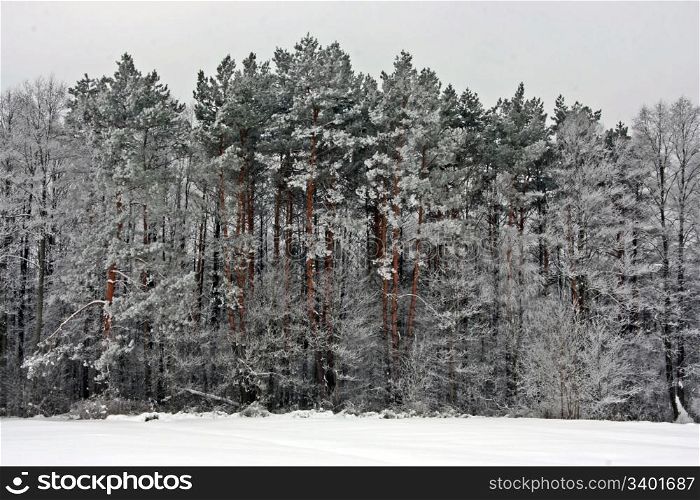 Winter background: a lot of trees at winter forest