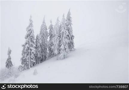 Winter background. Fir trees covered with snow on a snowy hill. Free space. Winter background.